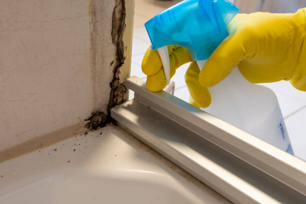 Best Mold Removal Process  in USA